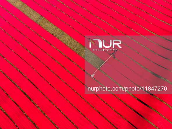 An aerial view shows people working in a field, stretching red cloth in Narsingdi, Dhaka, Bangladesh, on December 8, 2024. This fabric is co...