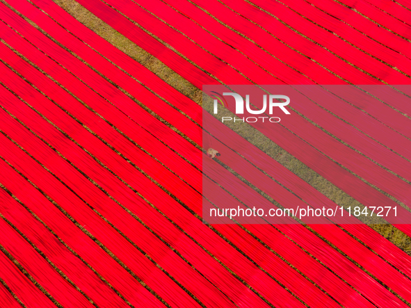 An aerial view shows people working in a field, stretching red cloth in Narsingdi, Dhaka, Bangladesh, on December 8, 2024. This fabric is co...