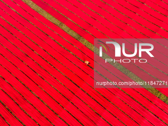 An aerial view shows people working in a field, stretching red cloth in Narsingdi, Dhaka, Bangladesh, on December 8, 2024. This fabric is co...