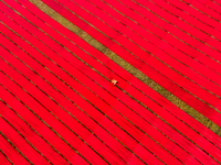 An aerial view shows people working in a field, stretching red cloth in Narsingdi, Dhaka, Bangladesh, on December 8, 2024. This fabric is co...