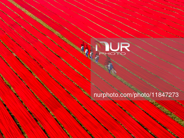 An aerial view shows school children walking along red long textile stripes spread out on a field near Narsingdi, Dhaka, Bangladesh, on Dece...