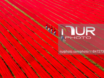 An aerial view shows school children walking along red long textile stripes spread out on a field near Narsingdi, Dhaka, Bangladesh, on Dece...