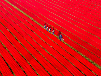 An aerial view shows school children walking along red long textile stripes spread out on a field near Narsingdi, Dhaka, Bangladesh, on Dece...