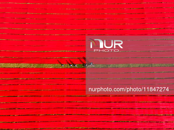 An aerial view shows school children walking along red long textile stripes spread out on a field near Narsingdi, Dhaka, Bangladesh, on Dece...