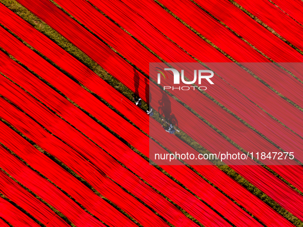 An aerial view shows school children walking along red long textile stripes spread out on a field near Narsingdi, Dhaka, Bangladesh, on Dece...