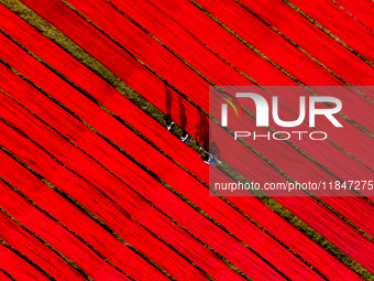 An aerial view shows school children walking along red long textile stripes spread out on a field near Narsingdi, Dhaka, Bangladesh, on Dece...