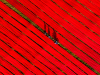 An aerial view shows school children walking along red long textile stripes spread out on a field near Narsingdi, Dhaka, Bangladesh, on Dece...