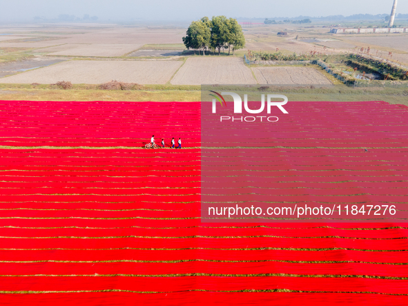 An aerial view shows school children walking along red long textile stripes spread out on a field near Narsingdi, Dhaka, Bangladesh, on Dece...