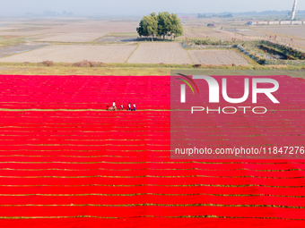 An aerial view shows school children walking along red long textile stripes spread out on a field near Narsingdi, Dhaka, Bangladesh, on Dece...