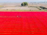 An aerial view shows school children walking along red long textile stripes spread out on a field near Narsingdi, Dhaka, Bangladesh, on Dece...