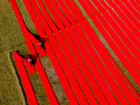 An aerial view shows people working in a field, stretching red cloth in Narsingdi, Dhaka, Bangladesh, on December 8, 2024. This fabric is co...