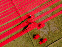 An aerial view shows people working in a field, stretching red cloth in Narsingdi, Dhaka, Bangladesh, on December 8, 2024. This fabric is co...