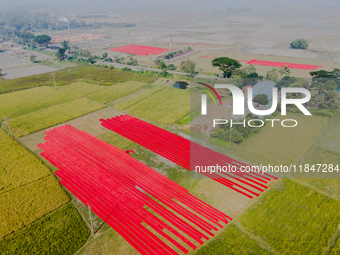 An aerial view shows hundreds of sheets of red Salu fabric as Bangladeshi workers spread them out to dry in Narsingdi, Dhaka, Bangladesh, on...