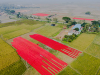 An aerial view shows hundreds of sheets of red Salu fabric as Bangladeshi workers spread them out to dry in Narsingdi, Dhaka, Bangladesh, on...