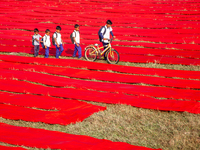 An aerial view shows school children walking along red long textile stripes spread out on a field near Narsingdi, Dhaka, Bangladesh, on Dece...