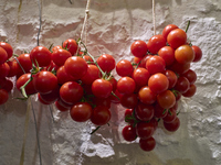 A cluster of red tomatoes hangs on a white stone wall in Locorotondo, Italy, on December 7, 2024, symbolizing the agricultural tradition of...