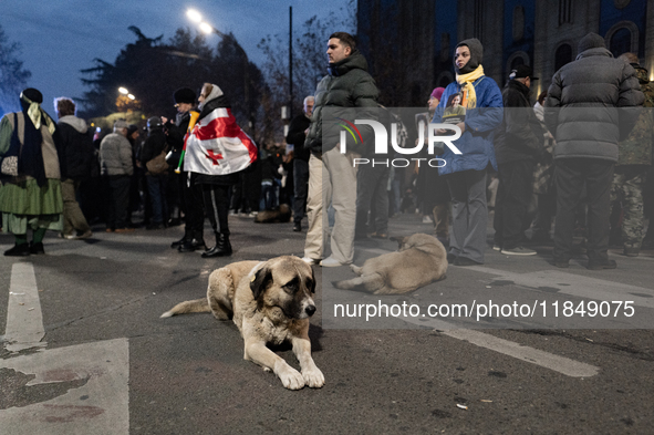 Dogs are always present while the anti-government protesters rally outside the parliament for an eleventh consecutive day of mass demonstrat...