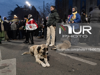 Dogs are always present while the anti-government protesters rally outside the parliament for an eleventh consecutive day of mass demonstrat...