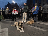 Dogs are always present while the anti-government protesters rally outside the parliament for an eleventh consecutive day of mass demonstrat...