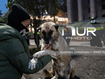 Dogs are always present while the anti-government protesters rally outside the parliament for an eleventh consecutive day of mass demonstrat...