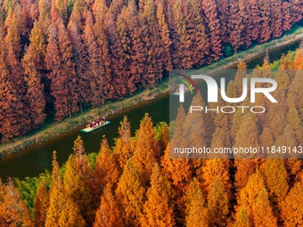 Tourists visit the Yellow Sea National Forest Park in Dongtai, China, on December 8, 2024. (