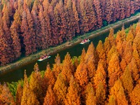 Tourists visit the Yellow Sea National Forest Park in Dongtai, China, on December 8, 2024. (