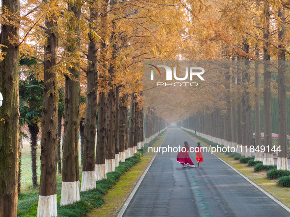 Tourists visit the Yellow Sea National Forest Park in Dongtai, China, on December 8, 2024. 