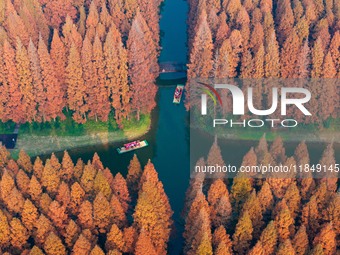 Tourists visit the Yellow Sea National Forest Park in Dongtai, China, on December 8, 2024. (