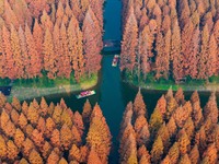 Tourists visit the Yellow Sea National Forest Park in Dongtai, China, on December 8, 2024. (