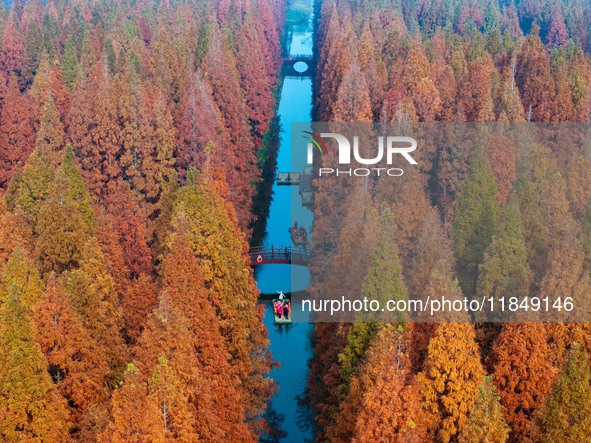 Tourists visit the Yellow Sea National Forest Park in Dongtai, China, on December 8, 2024. 