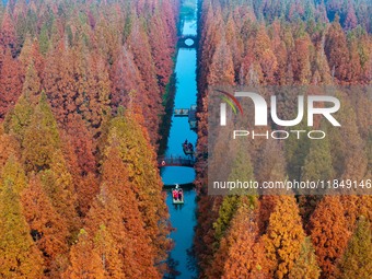 Tourists visit the Yellow Sea National Forest Park in Dongtai, China, on December 8, 2024. (