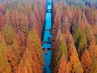 Tourists visit the Yellow Sea National Forest Park in Dongtai, China, on December 8, 2024. (