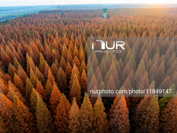 Tourists visit the Yellow Sea National Forest Park in Dongtai, China, on December 8, 2024. 