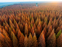 Tourists visit the Yellow Sea National Forest Park in Dongtai, China, on December 8, 2024. (