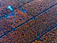 Tourists visit the Yellow Sea National Forest Park in Dongtai, China, on December 8, 2024. (