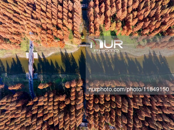 Tourists visit the Yellow Sea National Forest Park in Dongtai, China, on December 8, 2024. 