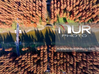 Tourists visit the Yellow Sea National Forest Park in Dongtai, China, on December 8, 2024. (