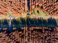 Tourists visit the Yellow Sea National Forest Park in Dongtai, China, on December 8, 2024. (