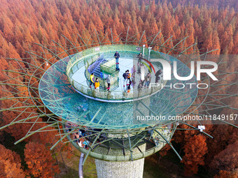 Tourists visit the Yellow Sea National Forest Park in Dongtai, China, on December 8, 2024. (