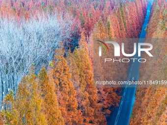 Tourists visit the Yellow Sea National Forest Park in Dongtai, China, on December 8, 2024. (