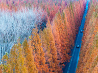 Tourists visit the Yellow Sea National Forest Park in Dongtai, China, on December 8, 2024. (