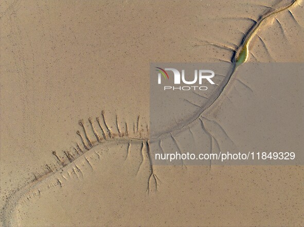 A tidal tree in the shape of a dragon tail is seen on the Yellow Sea wetland in Yancheng, China, on December 8, 2024. 