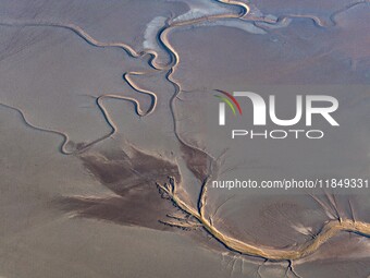 A tidal tree in the shape of a dragon tail is seen on the Yellow Sea wetland in Yancheng, China, on December 8, 2024. (