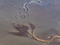 A tidal tree in the shape of a dragon tail is seen on the Yellow Sea wetland in Yancheng, China, on December 8, 2024. (