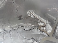 A tidal tree in the shape of a dragon tail is seen on the Yellow Sea wetland in Yancheng, China, on December 8, 2024. (