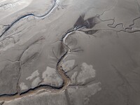 A tidal tree in the shape of a dragon tail is seen on the Yellow Sea wetland in Yancheng, China, on December 8, 2024. (