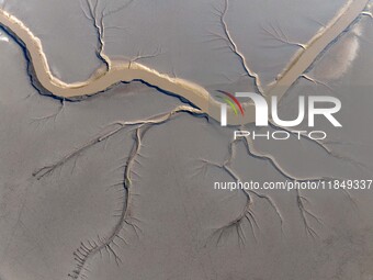 A tidal tree in the shape of a dragon tail is seen on the Yellow Sea wetland in Yancheng, China, on December 8, 2024. (