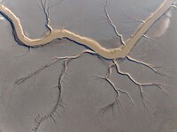 A tidal tree in the shape of a dragon tail is seen on the Yellow Sea wetland in Yancheng, China, on December 8, 2024. (