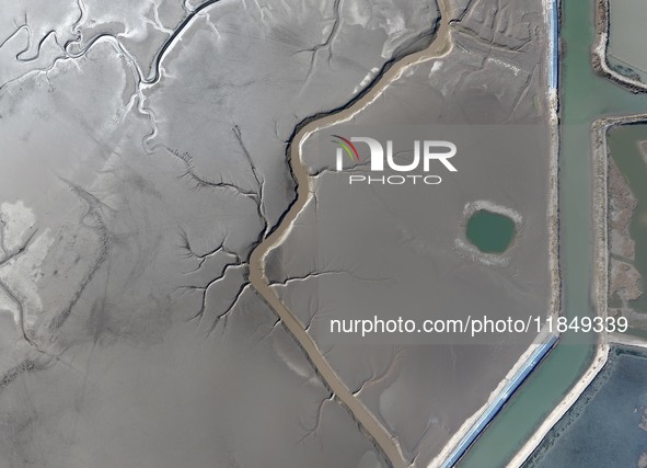 A tidal tree in the shape of a dragon tail is seen on the Yellow Sea wetland in Yancheng, China, on December 8, 2024. 