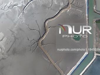 A tidal tree in the shape of a dragon tail is seen on the Yellow Sea wetland in Yancheng, China, on December 8, 2024. (